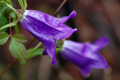 Kent-Belle-091206.jpg