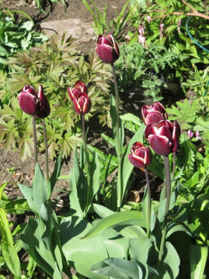 Tulipa 'Fontainebleau'_4938.jpg