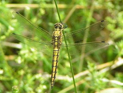 Orthetrum_cancellatum_-_Grosser_Blaupfeil_w01.jpg