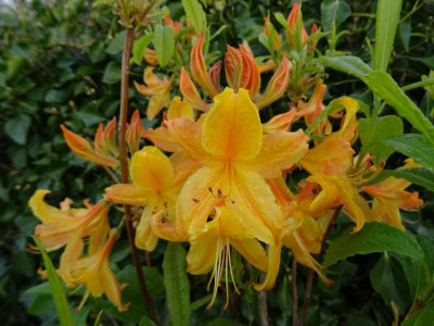 Azalea Schneegold x luteum Unique Mai 2017.JPG