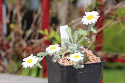 Pyrethrum leontopodium 30.04.17.jpg