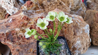 Clematis marmoraria 02.05.17.jpg