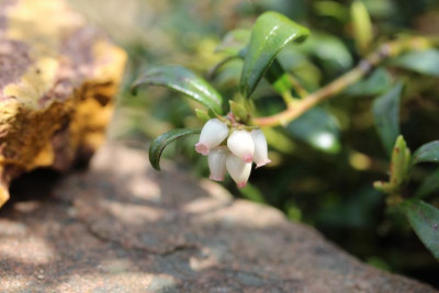 Arctostaphylos uva-ursi ssp. uva-ursi 01.05.17.jpg