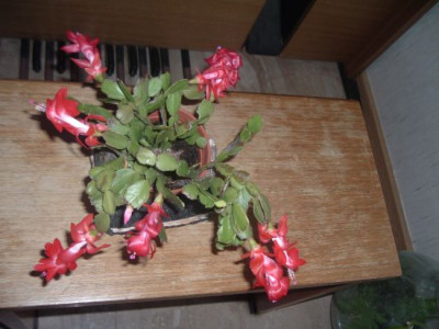 Weihnachtskaktus.jpg