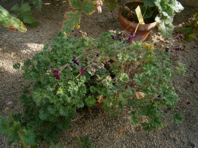 BlüBa Gartentage 17 091.JPG