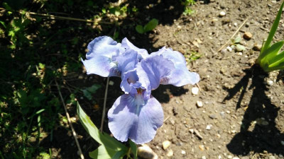 SapphireGem_010517.jpg