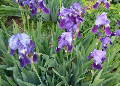 Iris_hoch_160417.jpg