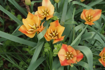 T.batalinii-orange.jpg
