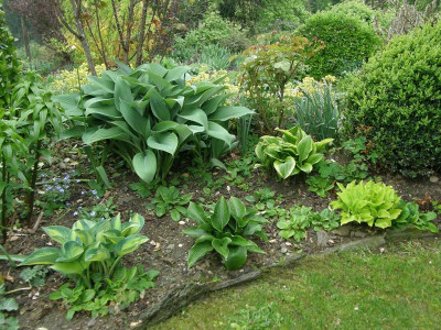 hostas laube.JPG