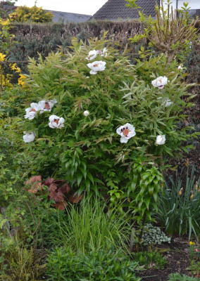 Paeonia_rockii.17-2.jpg