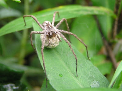 Listspinne-2c.jpg