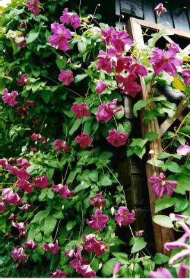 Clematis_Abundance01.jpg