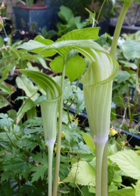 2017-05-03 Arisaema amurense.jpg