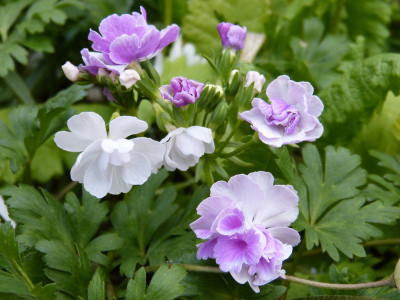 2017-05-03 Primula sieboldii 'Sato Zakura' - 'Flamenco' 2.jpg