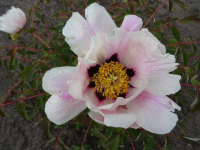 Paeonia rockii Mai 2017.jpg