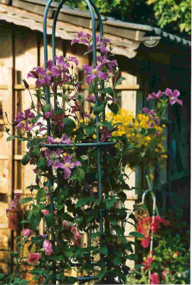 Clematis_integrifolia01.jpg