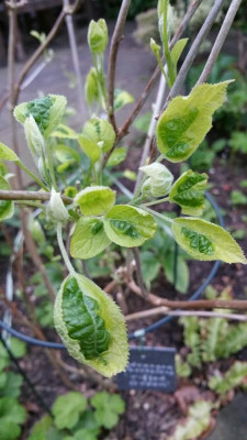 Hydrangea arborescens 'Puffed Green' 2017-05-03.jpg