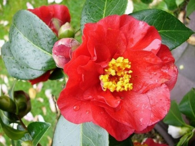 Garten_226.jpg