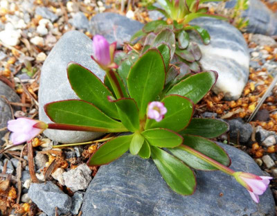 Epilobium crassum  ...  3.5.17 014.jpg