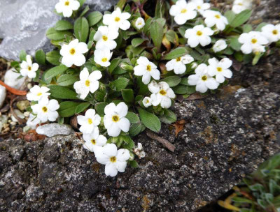Myosotis decora   ...  3.5.17 024.jpg