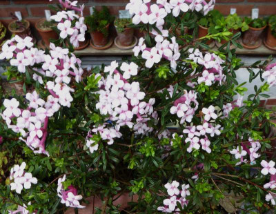 Daphne x hendersonii 'Ernst Hauser' ...  3.5.17 005.jpg