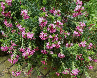 Daphne cneorum 'Variegata' ...    3.5.17 006.jpg