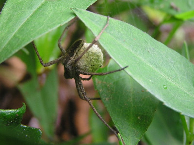 Listspinne-1b.jpg