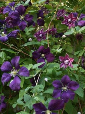 PPE-Etoile-Violette-06.jpg