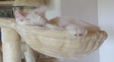 Luna in Hängeschale.JPG