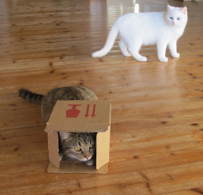 Toffee Karton mit Luna.JPG