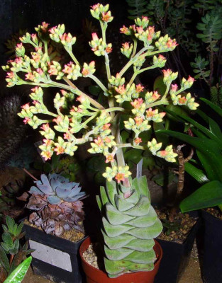 Crassula_Moonglow_1.jpg