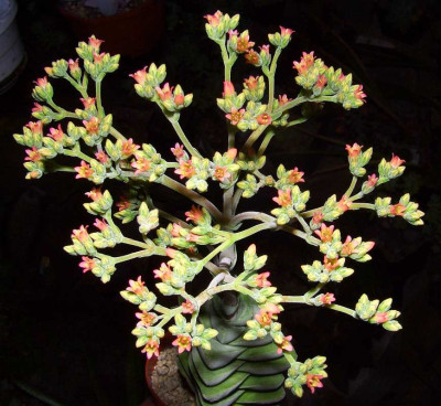 Crassula_Moonglow_2.jpg