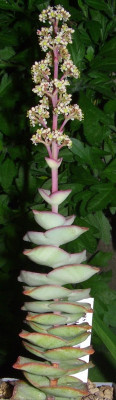 Crassula_conjuncta_1.jpg