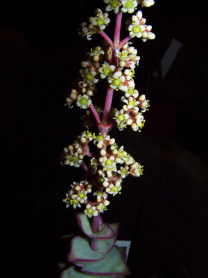 Crassula_conjuncta_2.jpg
