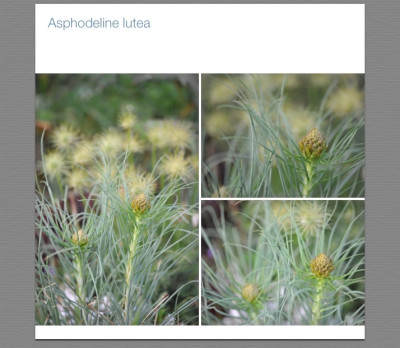 Asphodeline.jpg