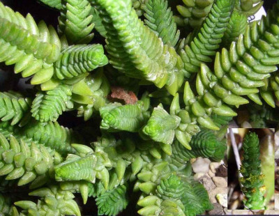 Crassula_phyturus.jpg