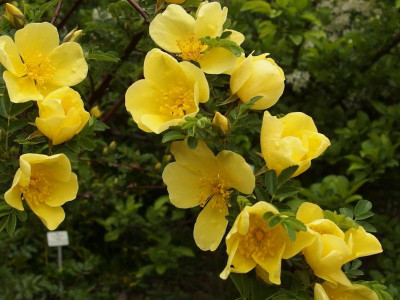 Hidcote Gold_BGD_P5042474.JPG