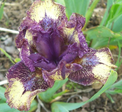 100_6942 SDB TH aubergine.jpg