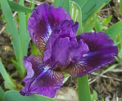 100_6944 SDB TH lila.jpg