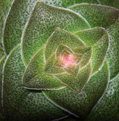 Crassula_hemisphaerica.jpg