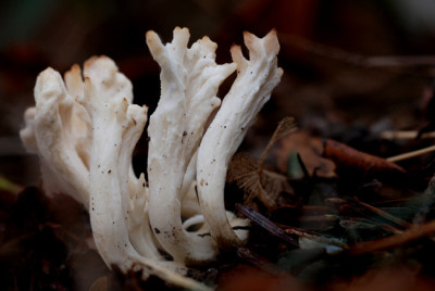 Dezember-Pilze-2.jpg