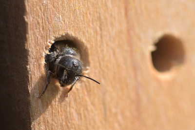 Osmia_caerulescens_01.jpg
