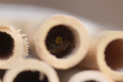 osmia_bicornis_.jpg