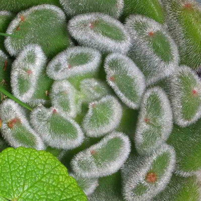 Echeveria_spec._1.jpg