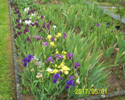 100_6932 Irisbeet.jpg
