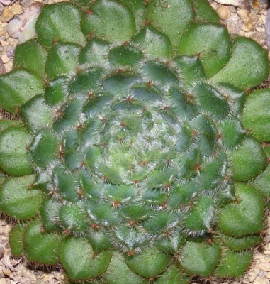 Echeveria_spec._2.jpg