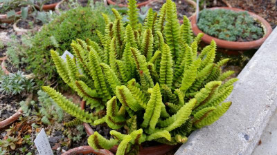 Polystichum andinum.jpg