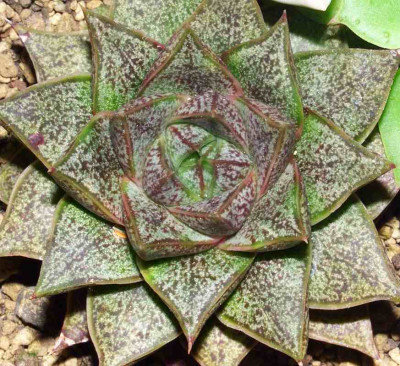 Echeveria_purpusorum.jpg