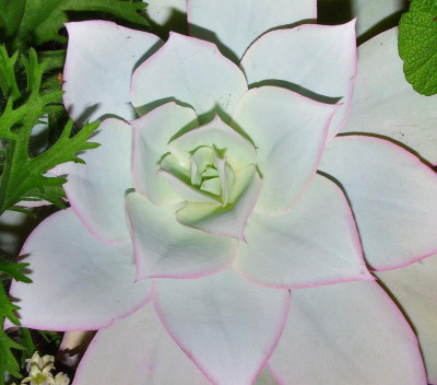Echeveria_cante.jpg