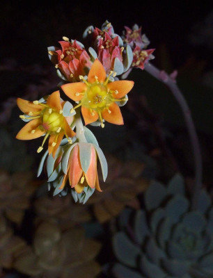 Echeveria_spec._3.jpg